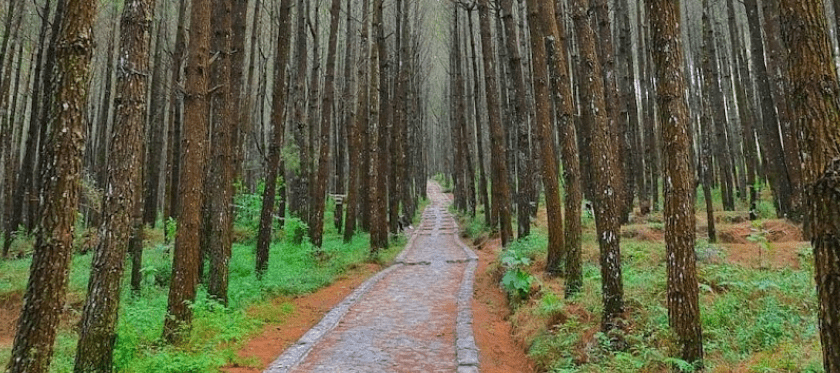 Hutan Pinus Kayon