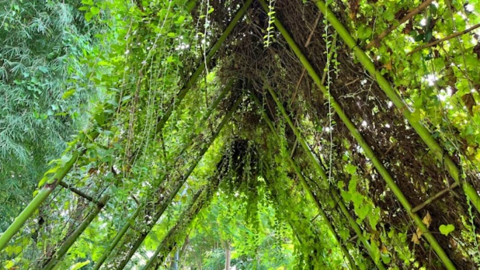 daya tarik hutan bambu keputih surabaya