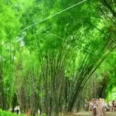 hutan bambu keputih surabaya